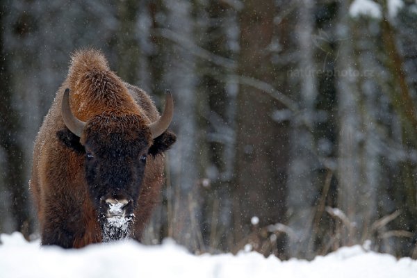 Zubr evropský (Bison bonasus) , Zubr evropský (Bison bonasus) European bison, Autor: Ondřej Prosický | NaturePhoto.cz, Model: Canon EOS-1D X, Objektiv: EF400mm f/2.8L IS II USM +2x III, stativ Gitzo, Clona: 7.1, Doba expozice: 1/160 s, ISO: 400, Kompenzace expozice: -1 2/3, Blesk: Ne, 17. ledna 2016 13:57:48, Ralsko (Česko) 