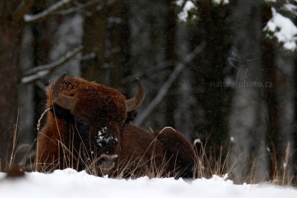 Zubr evropský (Bison bonasus), Zubr evropský (Bison bonasus) European bison, Autor: Ondřej Prosický | NaturePhoto.cz, Model: Canon EOS-1D X, Objektiv: EF400mm f/2.8L IS II USM +2x III, stativ Gitzo, Clona: 7.1, Doba expozice: 1/250 s, ISO: 400, Kompenzace expozice: -1, Blesk: Ne, 17. ledna 2016 13:59:03, Ralsko (Česko) 