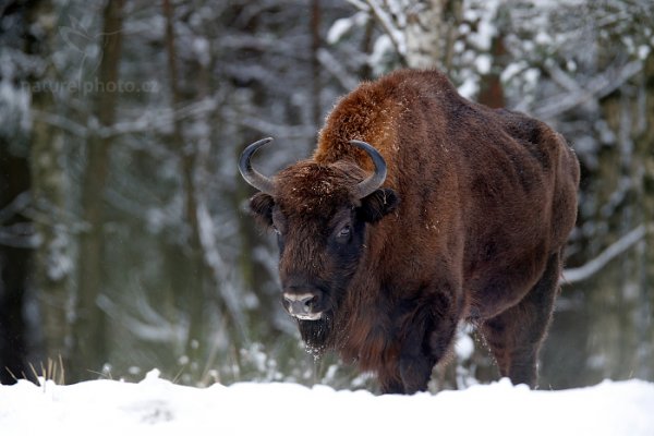 Zubr evropský (Bison bonasus) , Zubr evropský (Bison bonasus) European bison, Autor: Ondřej Prosický | NaturePhoto.cz, Model: Canon EOS-1D X, Objektiv: EF400mm f/2.8L IS II USM +2x III, stativ Gitzo, Clona: 5.6, Doba expozice: 1/125 s, ISO: 400, Kompenzace expozice: -1, Blesk: Ne, 17. ledna 2016 14:01:42, Ralsko (Česko) 