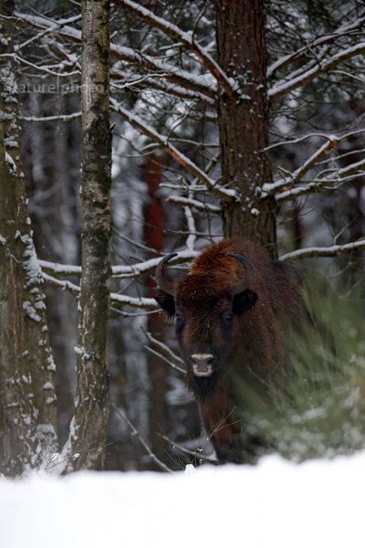 Zubr evropský (Bison bonasus) , Zubr evropský (Bison bonasus) European bison, Autor: Ondřej Prosický | NaturePhoto.cz, Model: Canon EOS-1D X, Objektiv: EF400mm f/2.8L IS II USM +2x III, stativ Gitzo, Clona: 6.3, Doba expozice: 1/160 s, ISO: 400, Kompenzace expozice: -1 1/3, Blesk: Ne, 17. ledna 2016 14:02:14, Ralsko (Česko) 