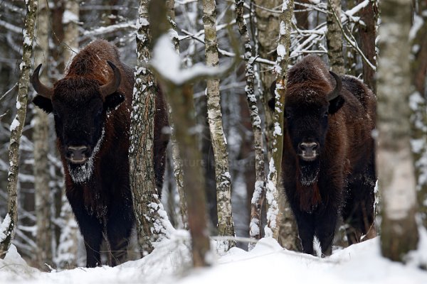 Zubr evropský (Bison bonasus) , Zubr evropský (Bison bonasus) European bison, Autor: Ondřej Prosický | NaturePhoto.cz, Model: Canon EOS-1D X, Objektiv: EF400mm f/2.8L IS II USM +2x III, stativ Gitzo, Clona: 8.0, Doba expozice: 1/80 s, ISO: 400, Kompenzace expozice: -1 1/3, Blesk: Ne, 17. ledna 2016 14:03:55, Ralsko (Česko) 