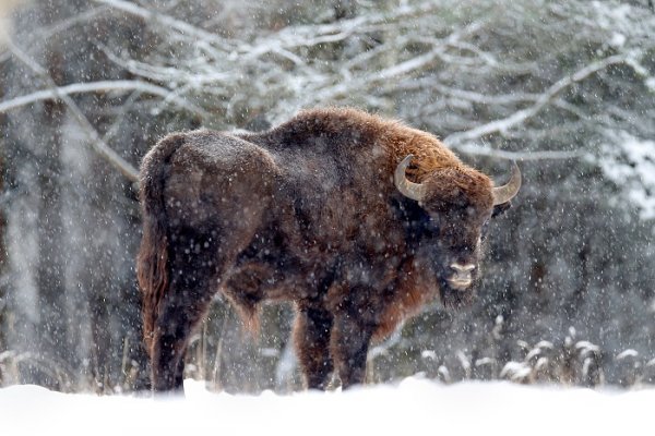 Zubr evropský (Bison bonasus) , Zubr evropský (Bison bonasus) European bison, Autor: Ondřej Prosický | NaturePhoto.cz, Model: Canon EOS-1D X, Objektiv: EF400mm f/2.8L IS II USM, stativ Gitzo, Clona: 3.5, Doba expozice: 1/500 s, ISO: 500, Kompenzace expozice: +1, Blesk: Ne, 17. ledna 2016 12:09:40, Ralsko (Česko) 