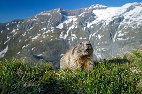 Svišť horský (Marmota marmota), Svišť horský (Marmota marmota) Marmot, Autor: Ondřej Prosický | NaturePhoto.cz, Model: Canon EOS-1D X, Objektiv: EF16-35mm f/4L IS USM, Ohnisková vzdálenost (EQ35mm): 22 mm, fotografováno z ruky, Clona: 4.0, Doba expozice: 1/400 s, ISO: 200, Kompenzace expozice: 0, Blesk: Ne, 6. června 2015 7:29:17, Großglockner, Hohe Tauren (Rakousko) 