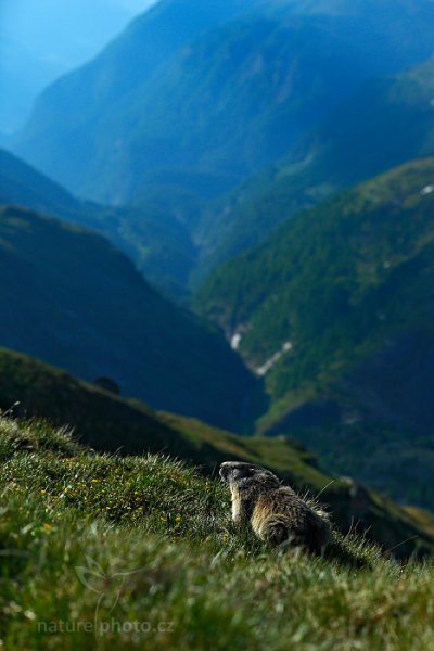 Svišť horský (Marmota marmota), Svišť horský (Marmota marmota) Marmot, Autor: Ondřej Prosický | NaturePhoto.cz, Model: Canon EOS-1D X, Objektiv: EF70-200mm f/2.8L IS II USM, Ohnisková vzdálenost (EQ35mm): 70 mm, fotografováno z ruky, Clona: 4.0, Doba expozice: 1/800 s, ISO: 200, Kompenzace expozice: -2/3, Blesk: Ne, 6. června 2015 7:52:15, Großglockner, Hohe Tauren (Rakousko) 