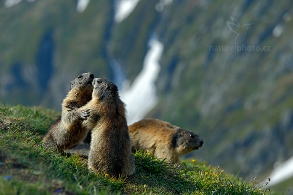 Svišť horský (Marmota marmota), Svišť horský (Marmota marmota) Marmot, Autor: Ondřej Prosický | NaturePhoto.cz, Model: Canon EOS-1D X, Objektiv: EF70-200mm f/2.8L IS II USM, Ohnisková vzdálenost (EQ35mm): 200 mm, fotografováno z ruky, Clona: 6.3, Doba expozice: 1/400 s, ISO: 400, Kompenzace expozice: +1/3, Blesk: Ne, 6. června 2015 8:22:50, Großglockner, Hohe Tauren (Rakousko) 