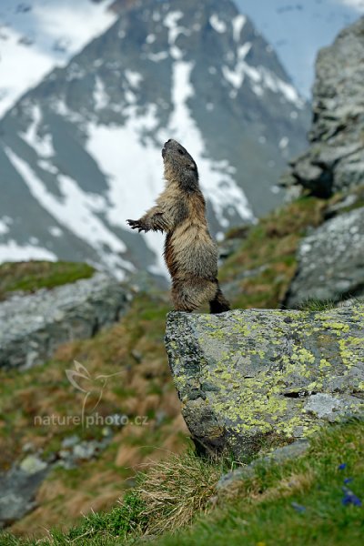 Svišť horský (Marmota marmota), Svišť horský (Marmota marmota) Marmot, Autor: Ondřej Prosický | NaturePhoto.cz, Model: Canon EOS-1D X, Objektiv: EF70-200mm f/2.8L IS II USM, Ohnisková vzdálenost (EQ35mm): 125 mm, fotografováno z ruky, Clona: 6.3, Doba expozice: 1/1000 s, ISO: 400, Kompenzace expozice: +1/3, Blesk: Ne, 6. června 2015 8:13:46, Großglockner, Hohe Tauren (Rakousko) 