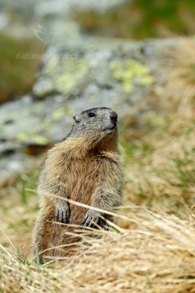 Svišť horský (Marmota marmota), Svišť horský (Marmota marmota) Marmot, Autor: Ondřej Prosický | NaturePhoto.cz, Model: Canon EOS-1D X, Objektiv: EF70-200mm f/2.8L IS II USM, Ohnisková vzdálenost (EQ35mm): 200 mm, fotografováno z ruky, Clona: 6.3, Doba expozice: 1/800 s, ISO: 400, Kompenzace expozice: +1/3, Blesk: Ne, 6. června 2015 8:17:03, Großglockner, Hohe Tauren (Rakousko) 