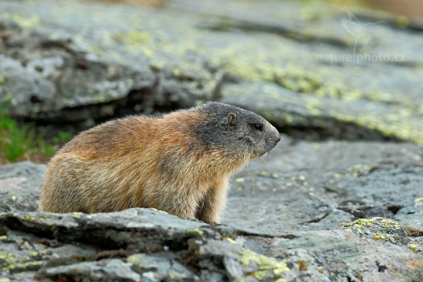 Svišť horský (Marmota marmota), Svišť horský (Marmota marmota) Marmot, Autor: Ondřej Prosický | NaturePhoto.cz, Model: Canon EOS-1D X, Objektiv: EF400mm f/2.8L IS II USM, Ohnisková vzdálenost (EQ35mm): 400 mm, fotografováno z ruky, Clona: 6.3, Doba expozice: 1/250 s, ISO: 200, Kompenzace expozice: -1, Blesk: Ne, 6. června 2015 17:07:40, Großglockner, Hohe Tauren (Rakousko) 