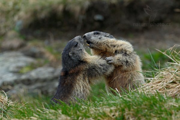 Svišť horský (Marmota marmota), Svišť horský (Marmota marmota) Marmot, Autor: Ondřej Prosický | NaturePhoto.cz, Model: Canon EOS-1D X, Objektiv: EF400mm f/2.8L IS II USM, Ohnisková vzdálenost (EQ35mm): 400 mm, fotografováno z ruky, Clona: 6.3, Doba expozice: 1/400 s, ISO: 400, Kompenzace expozice: -1, Blesk: Ne, 6. června 2015 17:11:20, Großglockner, Hohe Tauren (Rakousko) 