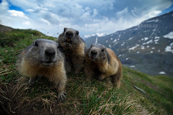 Svišť horský (Marmota marmota), Svišť horský (Marmota marmota) Marmot, Autor: Ondřej Prosický | NaturePhoto.cz, Model: Canon EOS-1D X, Objektiv: EF16-35mm f/4L IS USM, Ohnisková vzdálenost (EQ35mm): 16 mm, fotografováno z ruky, Clona: 4.0, Doba expozice: 1/320 s, ISO: 500, Kompenzace expozice: -1, Blesk: Ne, 6. června 2015 17:33:55, Großglockner, Hohe Tauren (Rakousko) 