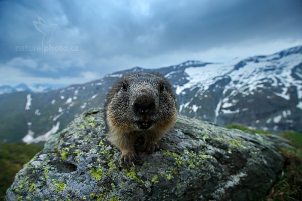 Svišť horský (Marmota marmota), Svišť horský (Marmota marmota) Marmot, Autor: Ondřej Prosický | NaturePhoto.cz, Model: Canon EOS-1D X, Objektiv: EF16-35mm f/4L IS USM, Ohnisková vzdálenost (EQ35mm): 16 mm, fotografováno z ruky, Clona: 5.0, Doba expozice: 1/320 s, ISO: 800, Kompenzace expozice: -2/3, Blesk: Ne, 6. června 2015 18:24:35, Großglockner, Hohe Tauren (Rakousko) 