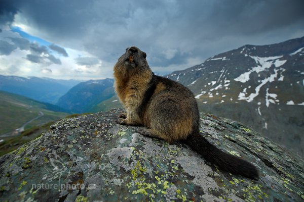 Svišť horský (Marmota marmota), Svišť horský (Marmota marmota) Marmot, Autor: Ondřej Prosický | NaturePhoto.cz, Model: Canon EOS-1D X, Objektiv: EF16-35mm f/4L IS USM, Ohnisková vzdálenost (EQ35mm): 16 mm, fotografováno z ruky, Clona: 5.0, Doba expozice: 1/320 s, ISO: 800, Kompenzace expozice: -2/3, Blesk: Ne, 6. června 2015 18:25:12, Großglockner, Hohe Tauren (Rakousko) 