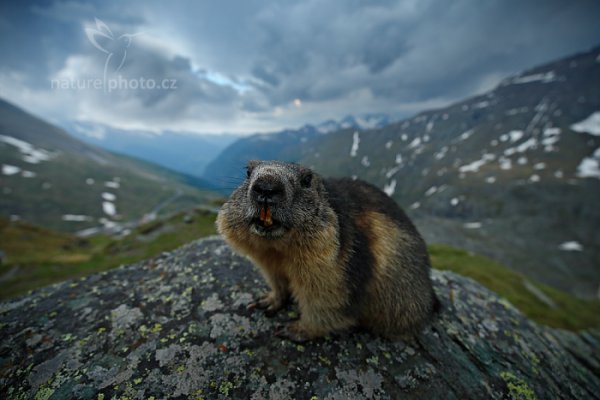 Svišť horský (Marmota marmota), Svišť horský (Marmota marmota) Marmot, Autor: Ondřej Prosický | NaturePhoto.cz, Model: Canon EOS-1D X, Objektiv: EF16-35mm f/4L IS USM, Ohnisková vzdálenost (EQ35mm): 16 mm, fotografováno z ruky, Clona: 4.0, Doba expozice: 1/500 s, ISO: 800, Kompenzace expozice: -1, Blesk: Ne, 6. června 2015 18:27:44, Großglockner, Hohe Tauren (Rakousko) 