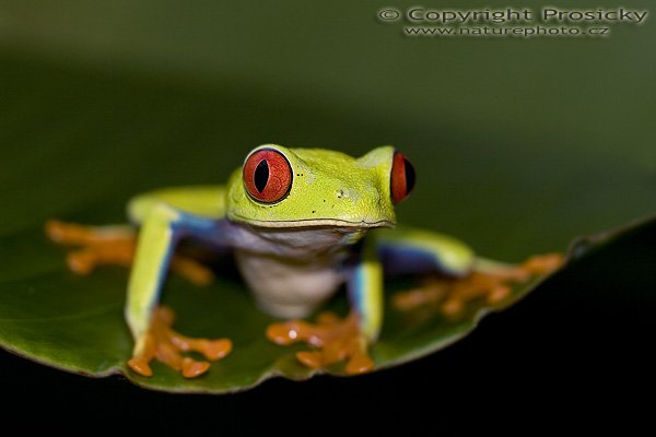 Listovnice červenooká (Agalychnis callidryas), Listovnice červenooká (Agalychnis callidryas), Gaudy Leaf Frog, Autor: Ondřej Prosický, Model aparátu: Canon EOS 20D, Objektiv: Canon EF 100mm f/2.8 Macro USM, fotografováno z ruky, Režim měření expozice: Vzorek, Clona: 4.00, Doba expozice: 1/125 s, ISO: 100, Vyvážení expozice: 0.00, Blesk: Ano, vestavěný, s rozptylkou, Vytvořeno: 12. prosince 2005 10:33:42, La Paz (Kostarika) 