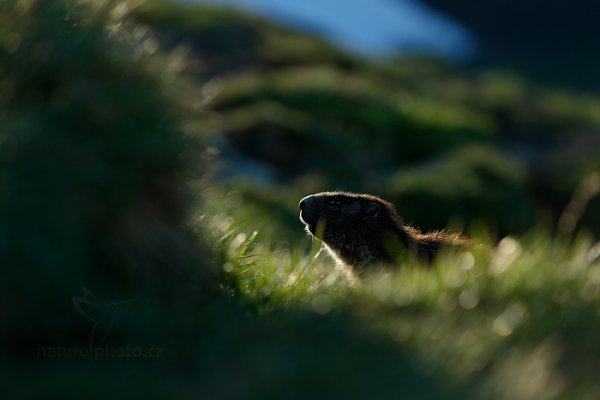 Svišť horský (Marmota marmota), Svišť horský (Marmota marmota) Marmot, Autor: Ondřej Prosický | NaturePhoto.cz, Model: Canon EOS-1D X, Objektiv: EF70-200mm f/2.8L IS II USM, Ohnisková vzdálenost (EQ35mm): 200 mm, fotografováno z ruky, Clona: 4.5, Doba expozice: 1/1000 s, ISO: 400, Kompenzace expozice: -1, Blesk: Ne, 7. června 2015 6:33:01, Großglockner, Hohe Tauren (Rakousko) 