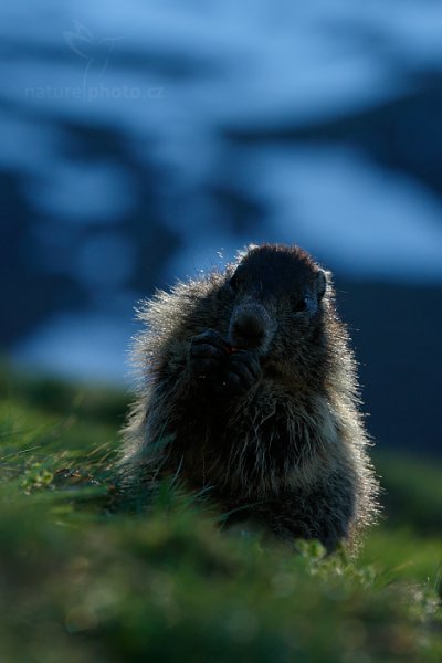 Svišť horský (Marmota marmota), Svišť horský (Marmota marmota) Marmot, Autor: Ondřej Prosický | NaturePhoto.cz, Model: Canon EOS-1D X, Objektiv: EF70-200mm f/2.8L IS II USM, Ohnisková vzdálenost (EQ35mm): 190 mm, fotografováno z ruky, Clona: 5.6, Doba expozice: 1/800 s, ISO: 400, Kompenzace expozice: -1, Blesk: Ne, 7. června 2015 6:40:44, Großglockner, Hohe Tauren (Rakousko) 