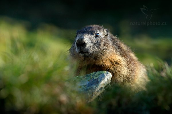 Svišť horský (Marmota marmota), Svišť horský (Marmota marmota) Marmot, Autor: Ondřej Prosický | NaturePhoto.cz, Model: Canon EOS-1D X, Objektiv: EF70-200mm f/2.8L IS II USM, Ohnisková vzdálenost (EQ35mm): 120 mm, fotografováno z ruky, Clona: 5.0, Doba expozice: 1/2000 s, ISO: 640, Kompenzace expozice: -1, Blesk: Ne, 7. června 2015 6:45:14, Großglockner, Hohe Tauren (Rakousko) 