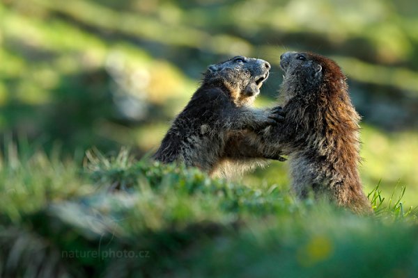 Svišť horský (Marmota marmota), Svišť horský (Marmota marmota) Marmot, Autor: Ondřej Prosický | NaturePhoto.cz, Model: Canon EOS-1D X, Objektiv: EF70-200mm f/2.8L IS II USM, Ohnisková vzdálenost (EQ35mm): 200 mm, fotografováno z ruky, Clona: 5.6, Doba expozice: 1/800 s, ISO: 640, Kompenzace expozice: -1, Blesk: Ne, 7. června 2015 6:46:34, Großglockner, Hohe Tauren (Rakousko) 
