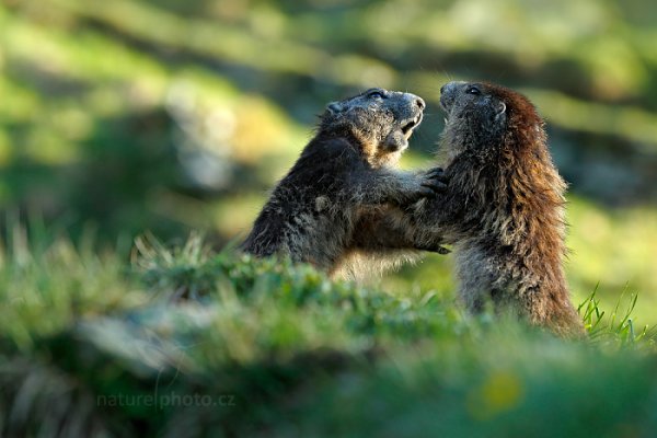 Svišť horský (Marmota marmota), Svišť horský (Marmota marmota) Marmot, Autor: Ondřej Prosický | NaturePhoto.cz, Model: Canon EOS-1D X, Objektiv: EF70-200mm f/2.8L IS II USM, Ohnisková vzdálenost (EQ35mm): 200 mm, fotografováno z ruky, Clona: 5.6, Doba expozice: 1/800 s, ISO: 640, Kompenzace expozice: -1, Blesk: Ne, 7. června 2015 6:46:34, Großglockner, Hohe Tauren (Rakousko) 