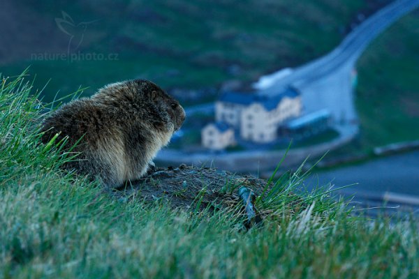 Svišť horský (Marmota marmota), Svišť horský (Marmota marmota) Marmot, Autor: Ondřej Prosický | NaturePhoto.cz, Model: Canon EOS-1D X, Objektiv: EF70-200mm f/2.8L IS II USM, Ohnisková vzdálenost (EQ35mm): 200 mm, fotografováno z ruky, Clona: 16, Doba expozice: 1/125 s, ISO: 1250, Kompenzace expozice: -2/3, Blesk: Ne, 7. června 2015 6:47:15, Großglockner, Hohe Tauren (Rakousko) 