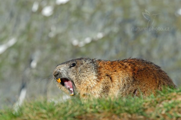 Svišť horský (Marmota marmota), Svišť horský (Marmota marmota) Marmot, Autor: Ondřej Prosický | NaturePhoto.cz, Model: Canon EOS-1D X, Objektiv: EF70-200mm f/2.8L IS II USM, Ohnisková vzdálenost (EQ35mm): 190 mm, fotografováno z ruky, Clona: 16, Doba expozice: 1/400 s, ISO: 400, Kompenzace expozice: -2/3, Blesk: Ne, 7. června 2015 6:59:39, Großglockner, Hohe Tauren (Rakousko) 