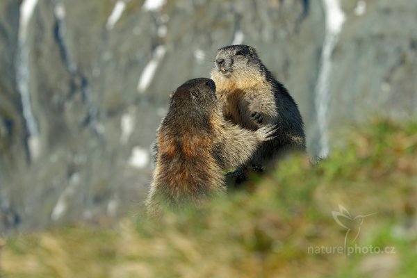 Svišť horský (Marmota marmota), Svišť horský (Marmota marmota) Marmot, Autor: Ondřej Prosický | NaturePhoto.cz, Model: Canon EOS-1D X, Objektiv: EF70-200mm f/2.8L IS II USM +1.4x III, Ohnisková vzdálenost (EQ35mm): 98 mm, fotografováno z ruky, Clona: 6.3, Doba expozice: 1/500 s, ISO: 200, Kompenzace expozice: -2/3, Blesk: Ne, 7. června 2015 7:08:55, Großglockner, Hohe Tauren (Rakousko) 