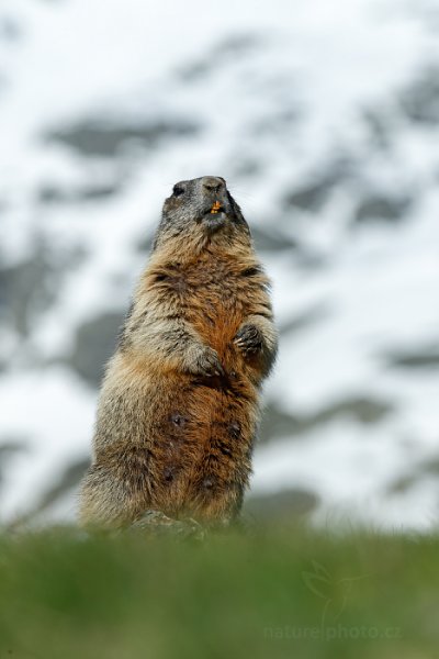 Svišť horský (Marmota marmota), Svišť horský (Marmota marmota) Marmot, Autor: Ondřej Prosický | NaturePhoto.cz, Model: Canon EOS-1D X, Objektiv: EF70-200mm f/2.8L IS II USM +1.4x III, Ohnisková vzdálenost (EQ35mm): 235 mm, fotografováno z ruky, Clona: 7.1, Doba expozice: 1/2000 s, ISO: 320, Kompenzace expozice: -1, Blesk: Ne, 7. června 2015 7:18:09, Großglockner, Hohe Tauren (Rakousko) 