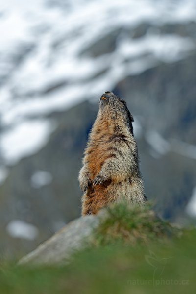 Svišť horský (Marmota marmota), Svišť horský (Marmota marmota) Marmot, Autor: Ondřej Prosický | NaturePhoto.cz, Model: Canon EOS-1D X, Objektiv: EF70-200mm f/2.8L IS II USM, Ohnisková vzdálenost (EQ35mm): 168 mm, fotografováno z ruky, Clona: 4.5, Doba expozice: 1/800 s, ISO: 100, Kompenzace expozice: 0, Blesk: Ne, 7. června 2015 7:20:42, Großglockner, Hohe Tauren (Rakousko) 