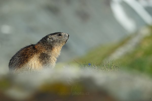 Svišť horský (Marmota marmota), Svišť horský (Marmota marmota) Marmot, Autor: Ondřej Prosický | NaturePhoto.cz, Model: Canon EOS-1D X, Objektiv: EF70-200mm f/2.8L IS II USM +1.4x III, Ohnisková vzdálenost (EQ35mm): 155 mm, fotografováno z ruky, Clona: 4.5, Doba expozice: 1/2000 s, ISO: 200, Kompenzace expozice: -2/3, Blesk: Ne, 7. června 2015 7:10:59, Großglockner, Hohe Tauren (Rakousko) 