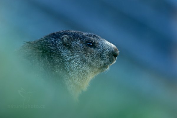 Svišť horský (Marmota marmota), Svišť horský (Marmota marmota) Marmot, Autor: Ondřej Prosický | NaturePhoto.cz, Model: Canon EOS-1D X, Objektiv: EF400mm f/2.8L IS II USM, Ohnisková vzdálenost (EQ35mm): 400 mm, fotografováno z ruky, Clona: 7.1, Doba expozice: 1/160 s, ISO: 800, Kompenzace expozice: +1/3, Blesk: Ne, 6. června 2015 7:03:35, Großglockner, Hohe Tauren (Rakousko) 