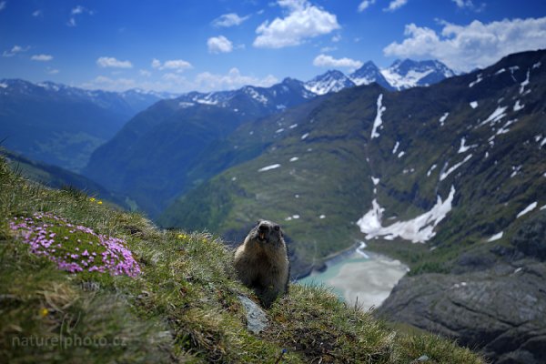 Svišť horský (Marmota marmota), Svišť horský (Marmota marmota) Marmot, Autor: Ondřej Prosický | NaturePhoto.cz, Model: Canon EOS-1D X, Objektiv: EF16-35mm f/4L IS USM, Ohnisková vzdálenost (EQ35mm): 35 mm, fotografováno z ruky, Clona: 4.0, Doba expozice: 1/400 s, ISO: 100, Kompenzace expozice: -1, Blesk: Ne, 6. června 2015 11:39:40, Großglockner, Hohe Tauren (Rakousko) 