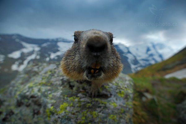 Svišť horský (Marmota marmota), Svišť horský (Marmota marmota) Marmot, Autor: Ondřej Prosický | NaturePhoto.cz, Model: Canon EOS-1D X, Objektiv: EF16-35mm f/4L IS USM, Ohnisková vzdálenost (EQ35mm): 16 mm, fotografováno z ruky, Clona: 4.0, Doba expozice: 1/500 s, ISO: 800, Kompenzace expozice: -2/3, Blesk: Ne, 6. června 2015 18:23:39, Großglockner, Hohe Tauren (Rakousko) 