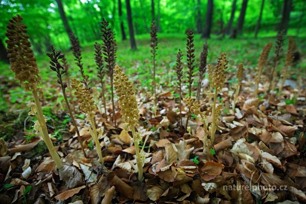 Hlístník hnízdák (Neottia nidus-avis), Hlístník hnízdák (Neottia nidus-avis) Bird&#039;s-nest Orchid, Loděnice, Český kras, Česko, 9. května 2015