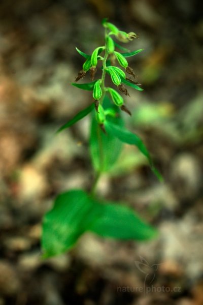 Kruštík ostrokvětý pravý (Epipactis leptochila subsp. leptochila), Kruštík ostrokvětý pravý (Epipactis leptochila subsp. leptochila), Štěpánov, České Středohoří, Česko, 18. července 2014