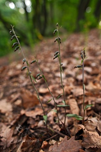 Kruštík drobnolistý (Epipactis microphylla) , Kruštík drobnolistý (Epipactis microphylla) Small-leaved Helleborine, Nymburk, Česko, 24. června 2014