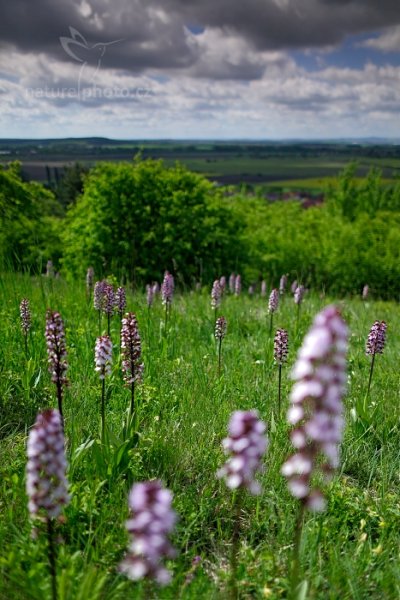 Vstavač nachový (Orchis purpurea) , Vstavač nachový (Orchis purpurea) Lady Orchid, Nymburk, Česko, 10. května 2014