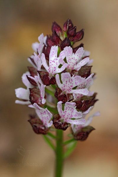 Vstavač nachový (Orchis purpurea) , Vstavač nachový (Orchis purpurea) Lady Orchid, Český kras, Karlík, Česko 10. května 2016 