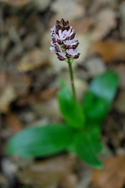 Vstavač nachový (Orchis purpurea) , Vstavač nachový (Orchis purpurea) Lady Orchid, Český kras, Karlík, Česko, 10. května 2016 