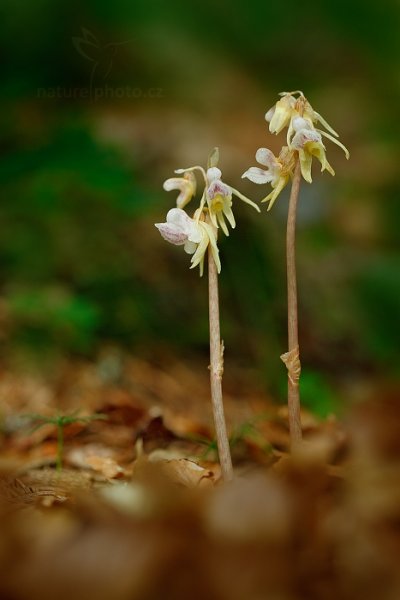 Sklenobýl bezlistý (Epipogium aphyllum) , Sklenobýl bezlistý (Epipogium aphyllum) Ghost Orchid, Boubín, Šumava, Česko, 18. července 2015