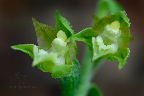 Kruštík drobnolistý (Epipactis microphylla), Kruštík drobnolistý (Epipactis microphylla) Small-leaved Helleborine, Vápenky, Bílé Karpaty, Česko, 14. června 2015