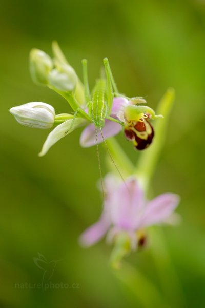 Tořič včelonosný (Ophrys apifera), Tořič včelonosný (Ophrys apifera) Bee Orchid, Bílé Karpaty, Česko, 13. června 2015