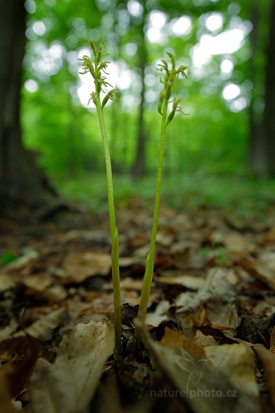 Korálice trojklaná (Corallorhiza trifida), Korálice trojklaná (Corallorhiza trifida) Coralroot Orchid, Český kras, Česko, 1. května 2014 