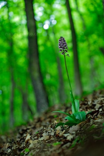 Vstavač nachový (Orchis purpurea) , Vstavač nachový (Orchis purpurea) Lady Orchid, Český kras, Karlík, Česko, 9. května 2015