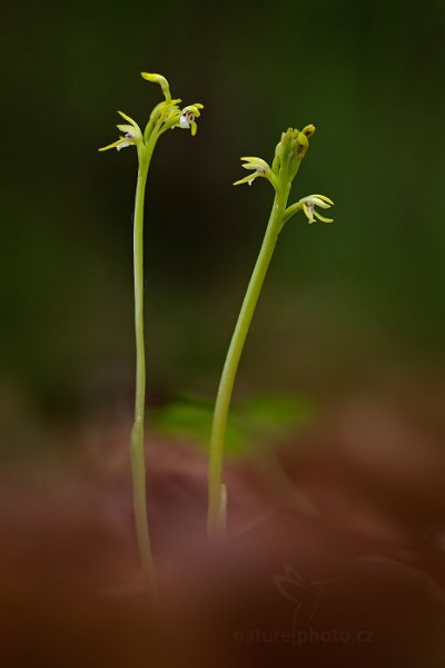 Korálice trojklaná (Corallorhiza trifida), Korálice trojklaná (Corallorhiza trifida) Coralroot Orchid, Český kras, Česko, 1. května 2014 