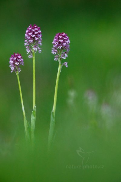 Vstavač Dietrichův (Orchis dietrichiana) , Vstavač Dietrichův (Orchis dietrichiana) Dietrich Orchid, Úštěcká pahorkatina (Česko), 30. dubna 2014