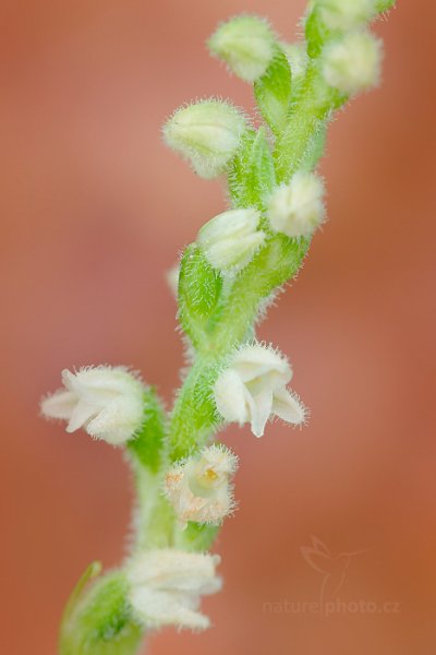 Smrkovník plazivý (Goodyera repens) , Smrkovník plazivý (Goodyera repens) Creeping Lady&#039;s-Tresses, borový kopeček u Slaného (Česko), 3. července 2016