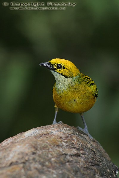 Tangara stříbrohrdlá (Tangara icterocephala), Tangara stříbrohrdlá (Tangara icterocephala), Silver-throated Tanager, Model aparátu: Canon EOS 20D, Objektiv Canon EF 400mm f/5.6 L USM, stativ Gitzo 1227 + 1377M, Clona: 5.60, Doba expozice: 1/200 s, ISO: 400, Kompenzace expozice: 0 EV, Blesk: Ano (Sigma EF-500 DG Super), Vytvořeno: 11. prosince 2005 13:05:10, La Paz (Kostarika) 