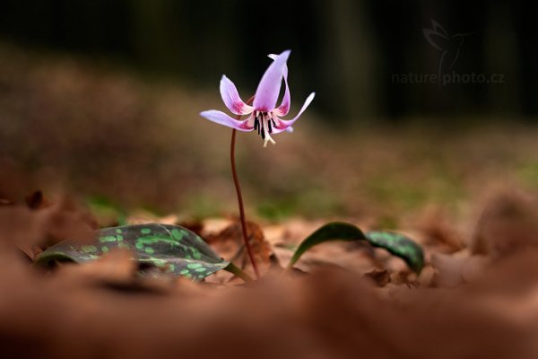 Kandík psí zub (Erythronium dens-canis) , Kandík psí zub (Erythronium dens-canis) Dog&#039;s tooth violet or Dogtooth violet, Hradišťko (Česko), 28. března 2016 