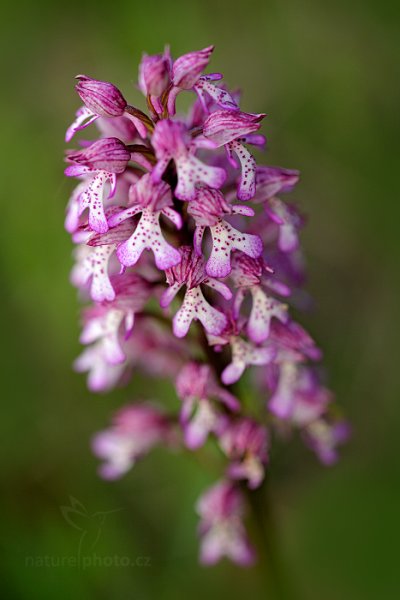 Vstavač nachový (Orchis purpurea), Vstavač nachový (Orchis purpurea) Lady Orchid, Český kras, Česko 15. května 2016