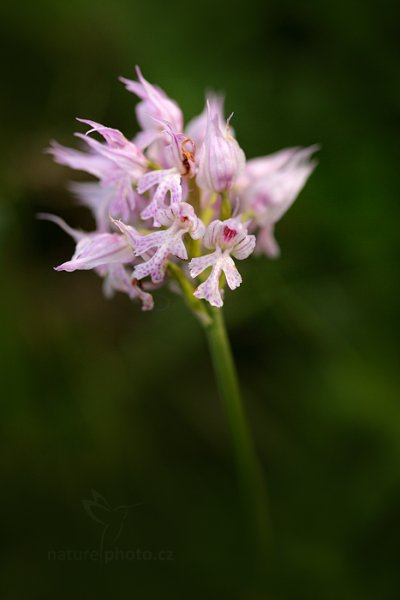 Vstavač trojzubý - vojenský, kříženec (Orchis tridentata), Vstavač trojzubý - vojenský, kříženec, Toothed Orchid, Autor: Ondřej Prosický | NaturePhoto.cz, Model: Canon EOS 5D Mark II, Objektiv: Canon EF 100mm f/2.8 L IS Macro USM, stativ Gitzo, Clona: 4.0, Doba expozice: 1/400 s, ISO: 400, Kompenzace expozice: -1, 15. května 2016 14:23:55, Bílé Karpaty (Česko) 